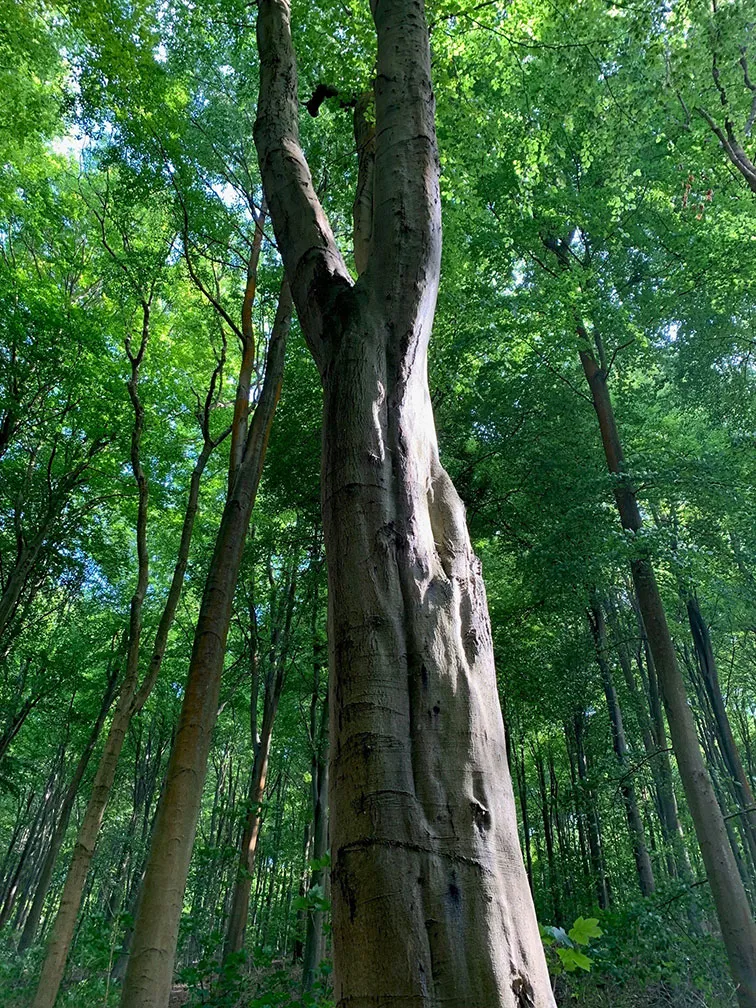 Friston Forest South Downs National Park