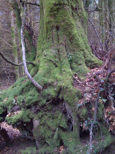 Old Tree Dartmoor Devon