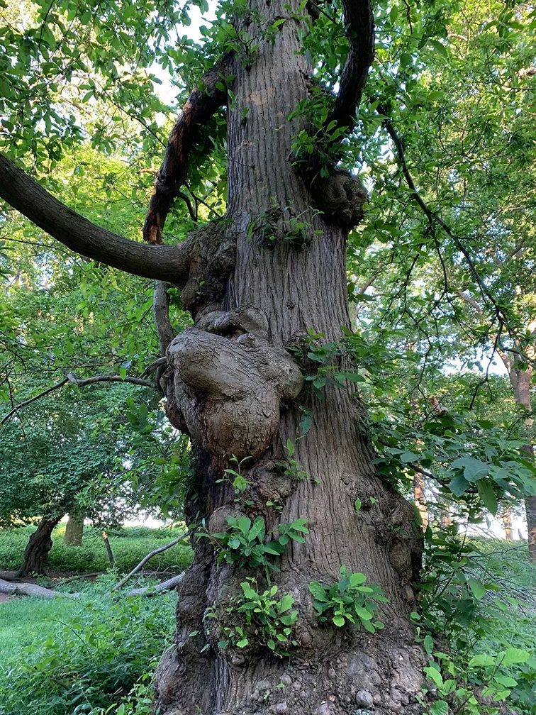 Richmond Park Tree London UK