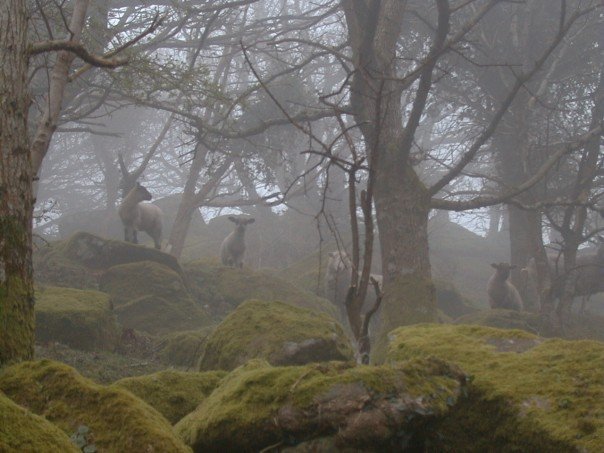 Sheep in the mist Dartmoor UK